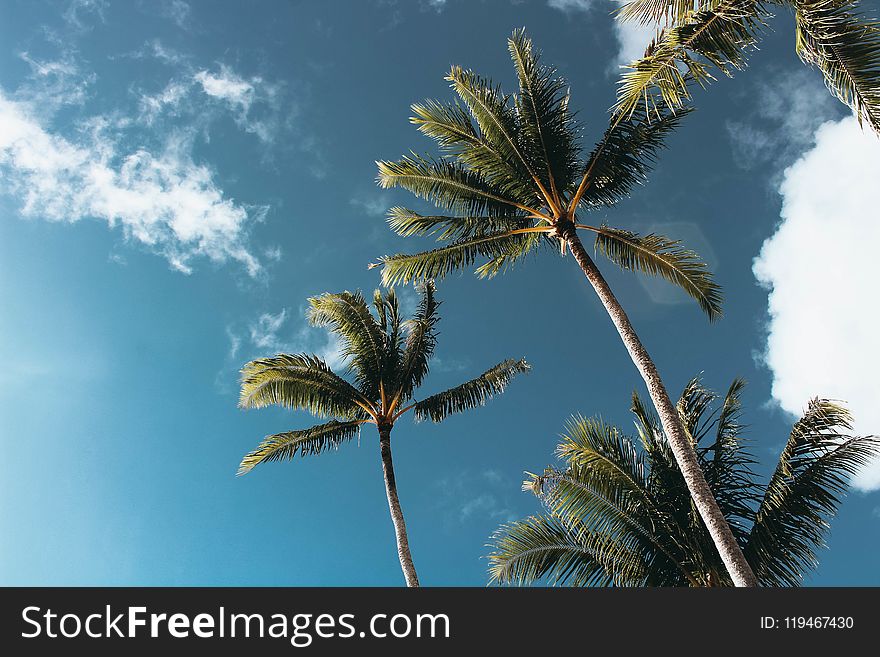 Low-angle Photography of Palm Trees