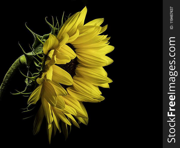 Close Photo Of Yellow Sunflower On Black Background