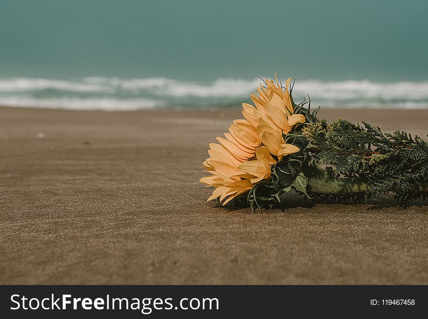 Yellow Flowers on Brown Sand