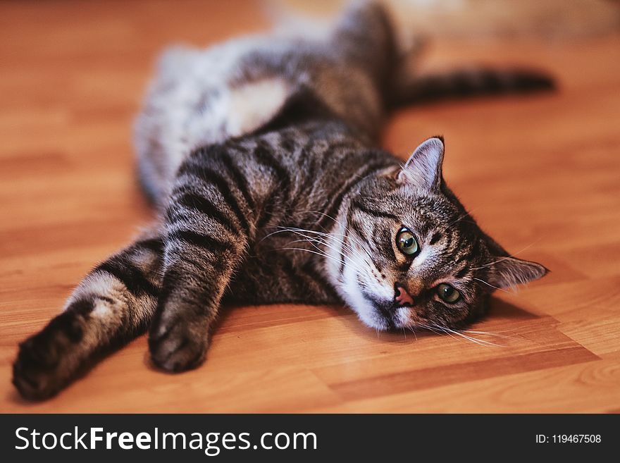 Close-up photography of a Tabby cat