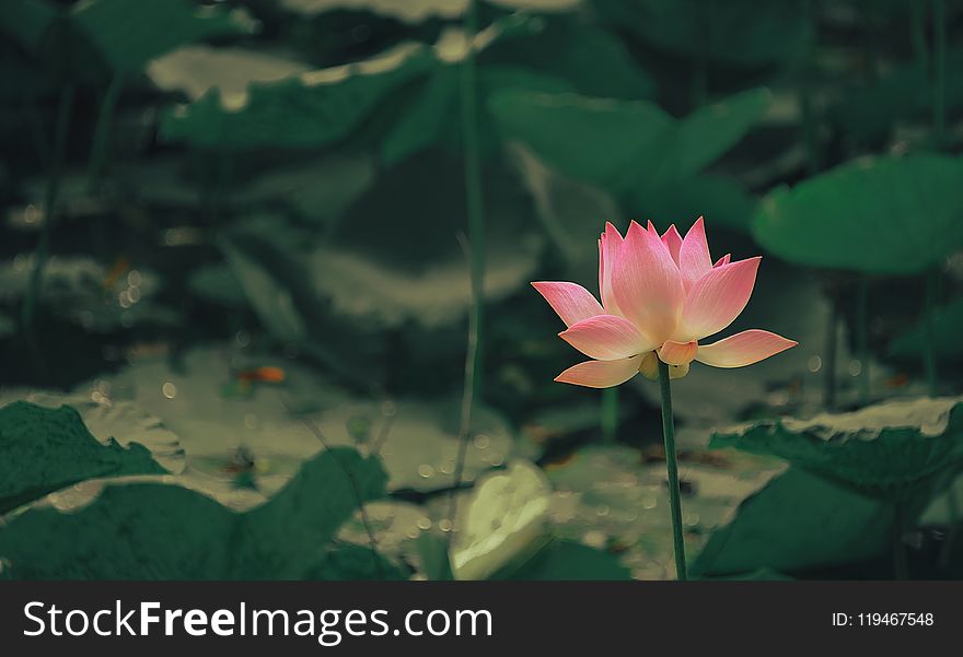 Selective Focus Photography Of Pink Flower