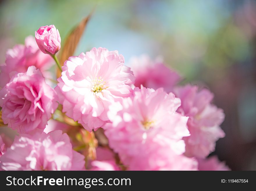 Shallow Focus Photo of Pink Flowers