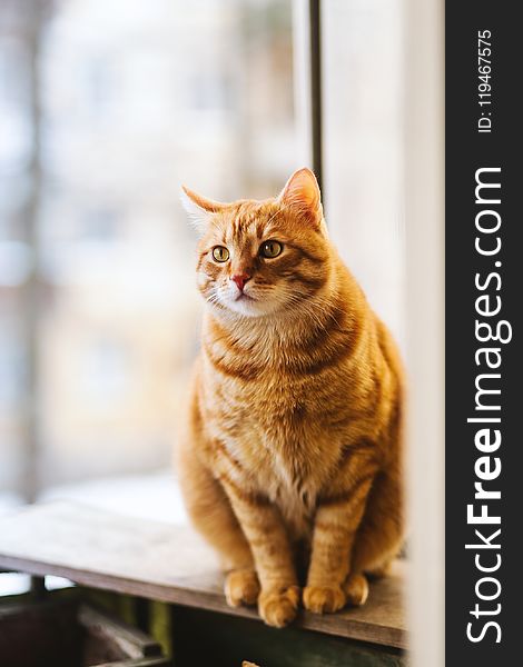 Selective Focus Photography of Orange Tabby Cat