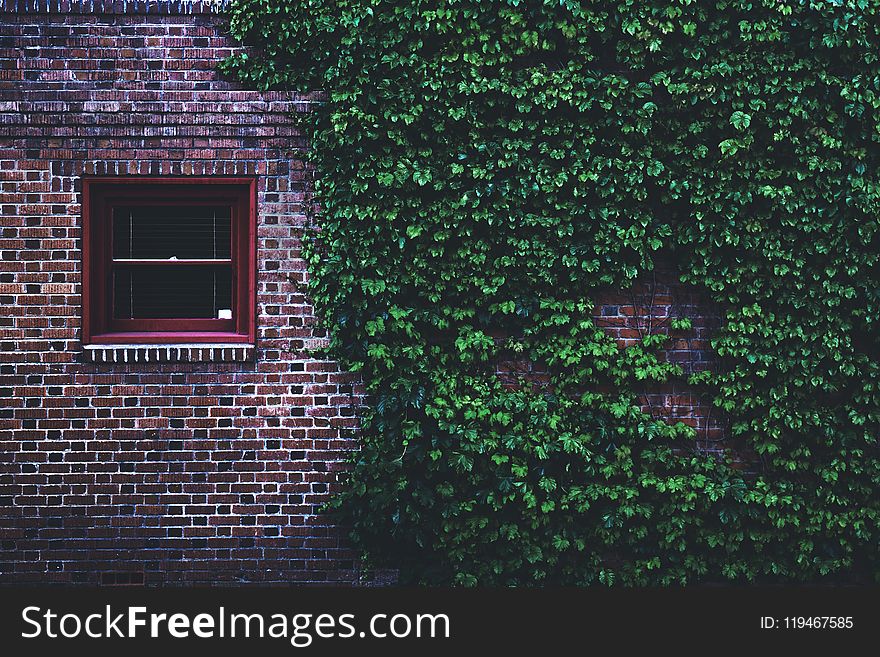 Brown Concrete Brick House Covered By Green Leaf Vines