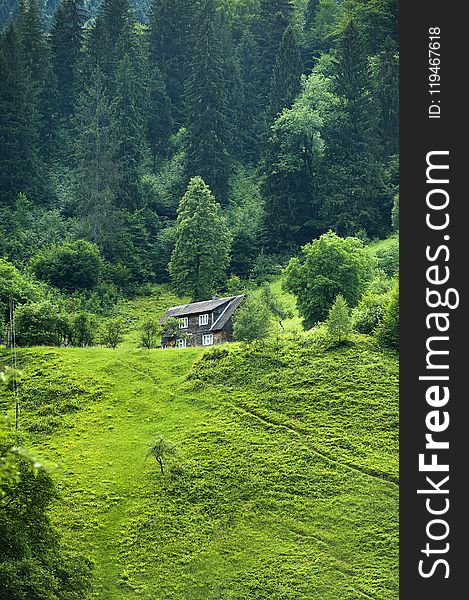 Brown Wooden House Surrounded by Green Trees