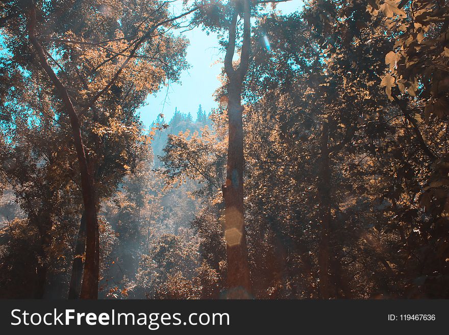 Ray of Lights Passing Through Trees