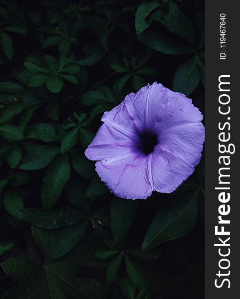 Close-Up Photography of Purple Flower