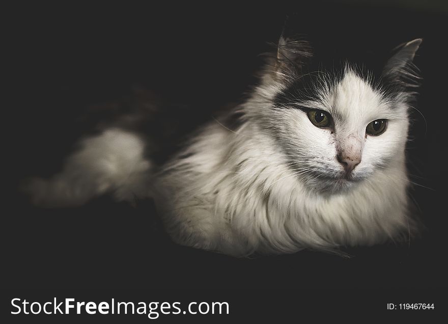 Long-fur White and Black Cat