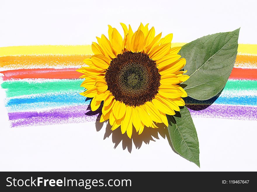 Yellow Sunflower With Leaves