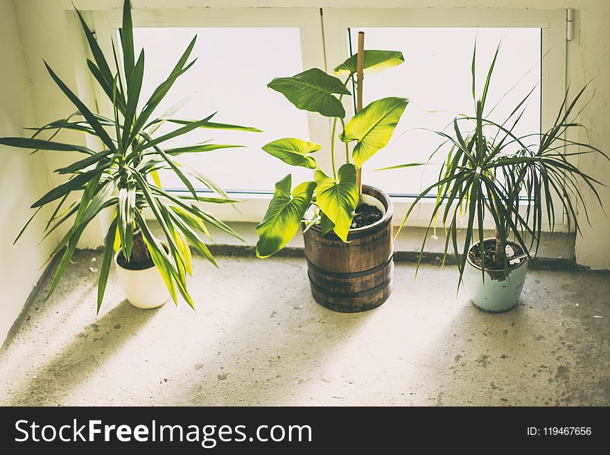 Three Green Potted Plants