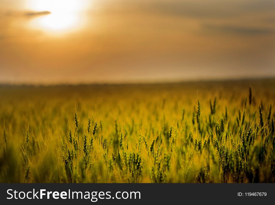 Green Field during Sunset