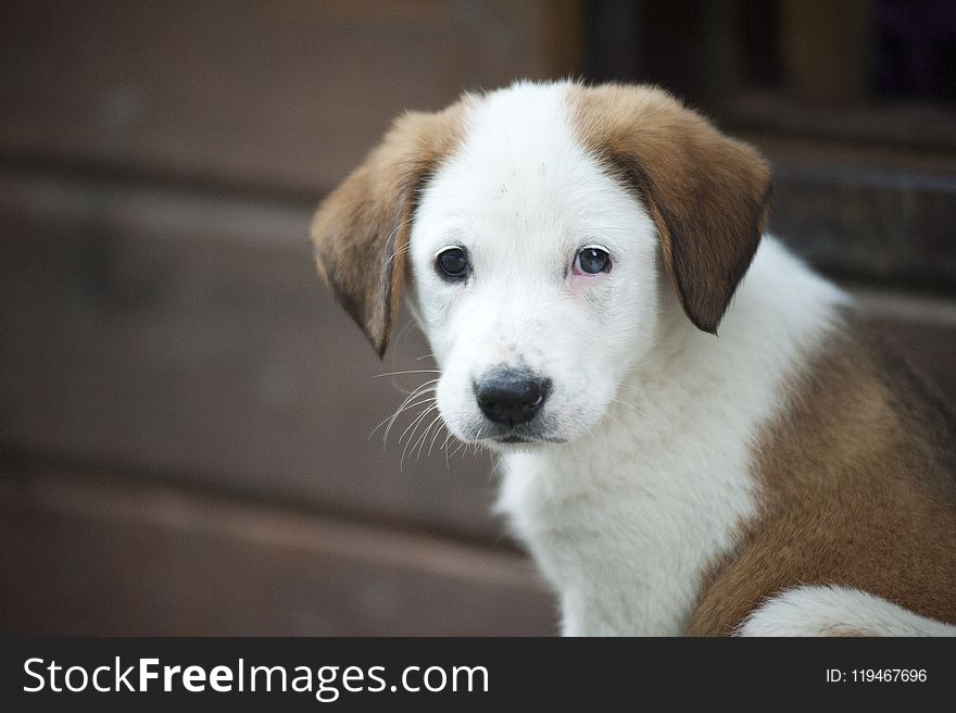Brown and White Border Collie Mix Puppy