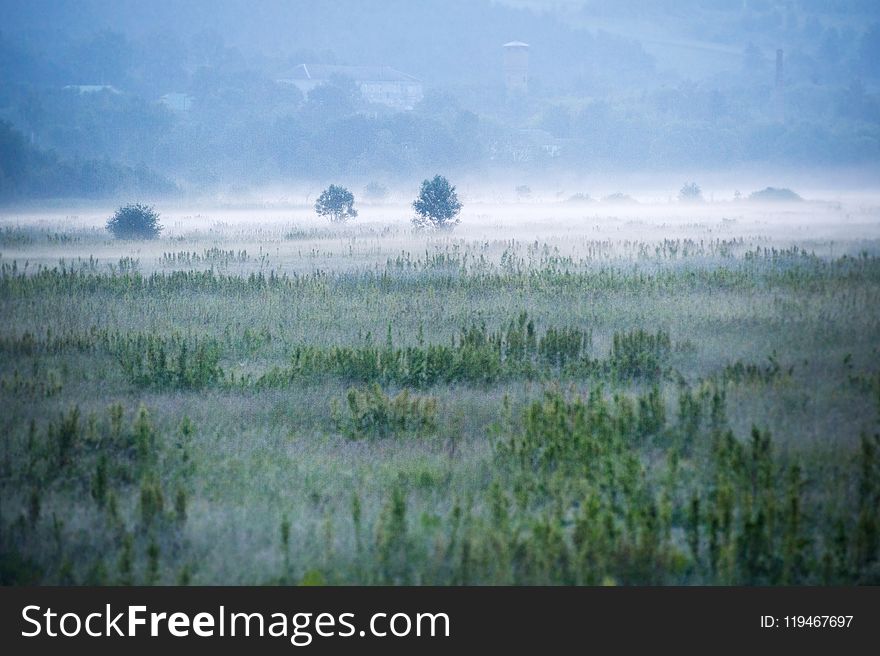 Foggy Green Field