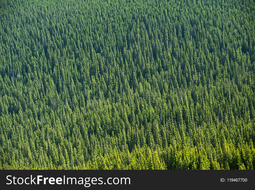 Aerial View of Forest Trees