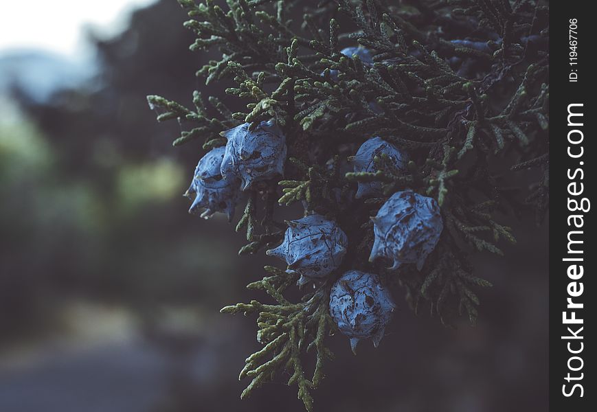 Selective Focus Photography of Blue Flowers