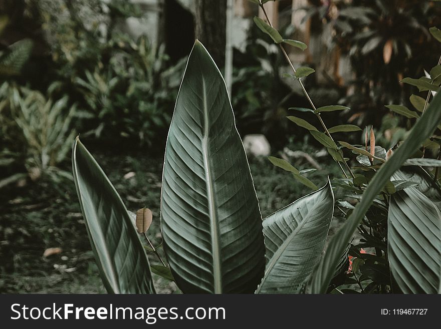 Shallow Focus Photography Of Green Leafed Plant