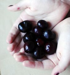 Dark Cherries On The Palms Of Hands Stock Photography