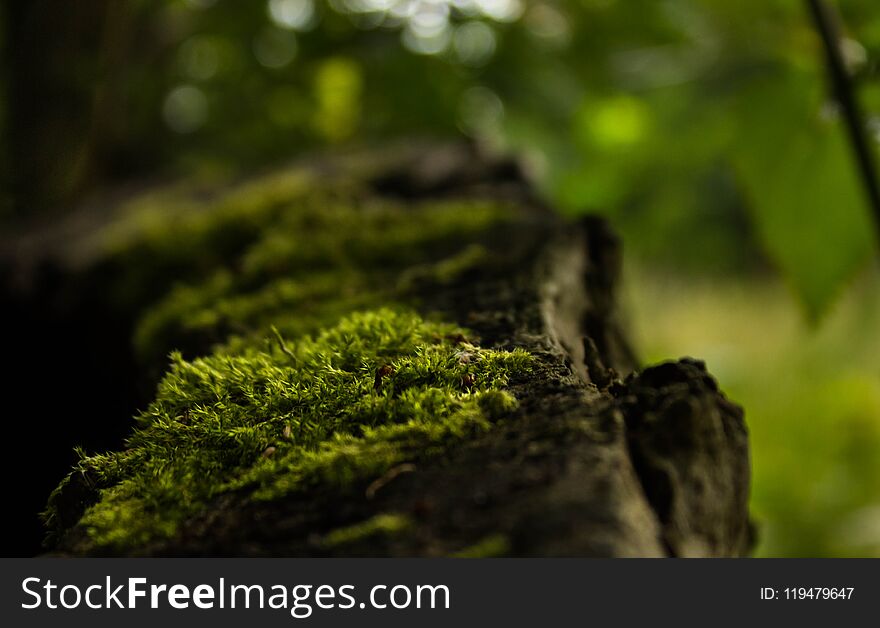 The spring in the Netherlands is very beautiful and a start for nature to bloom and for old things to rotten and regrow with life. The spring in the Netherlands is very beautiful and a start for nature to bloom and for old things to rotten and regrow with life