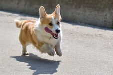Dog Breeds Corgi Runs Off On A Walk Royalty Free Stock Image