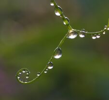 Colored Water Drops On A Leaf Royalty Free Stock Image Colored Water Drops On A Leaf Royalty Free Stock Image