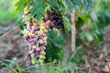 A Bunch Of Ripe Green-pink Grapes Royalty Free Stock Photos