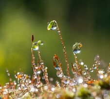 Water Drops On Stems Of Moss In Forest Stock Photo