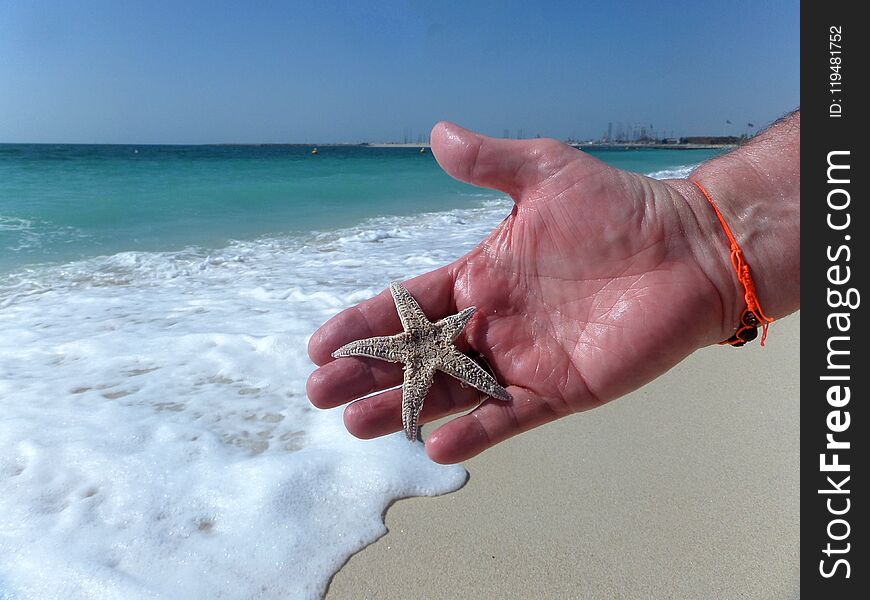 Starfish in the hand.