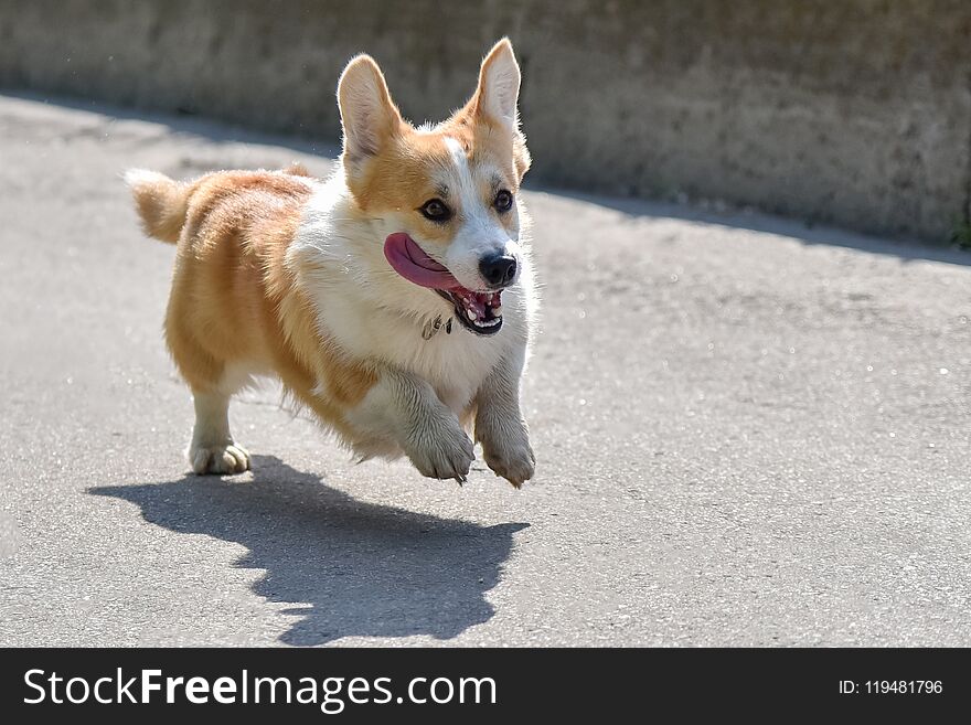 Dog breeds corgi runs off for a walk during the day. Dog breeds corgi runs off for a walk during the day