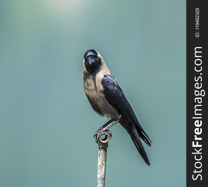 Corvus splendens, house crow standing on a pole in Nepal