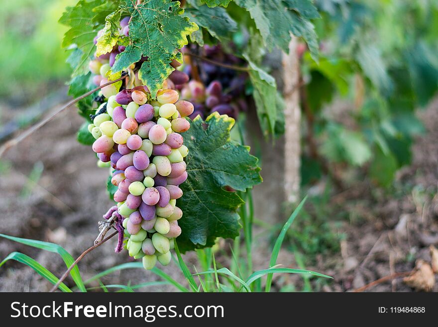 A bunch of ripe green-pink grapes for cooking wine and food hangs on a bush.