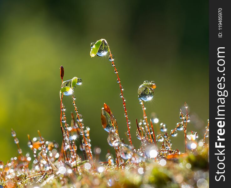 Water drops on stems of Moss in forest after rain.