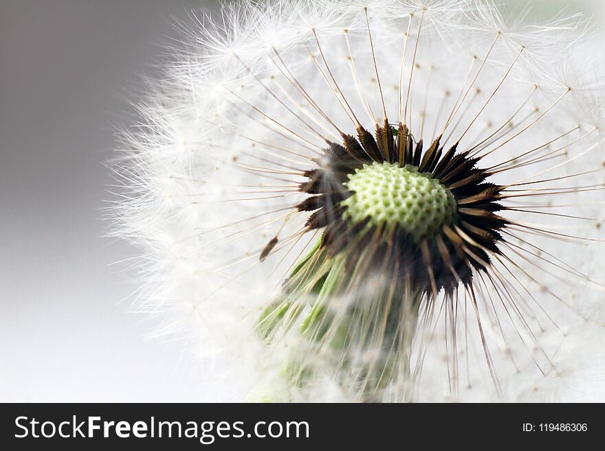 Close up of grown dandelion and dandelion seeds on white background, nature