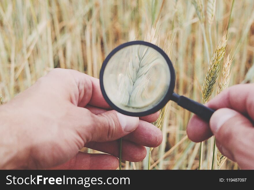 Farmer` or botanist`s hand with magnify glass tool closeup check examine inspect wheat spikelets of rye in agricultural