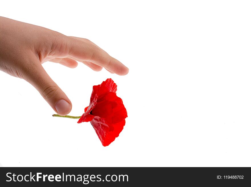 Hand holding a Red Poppy on a white background