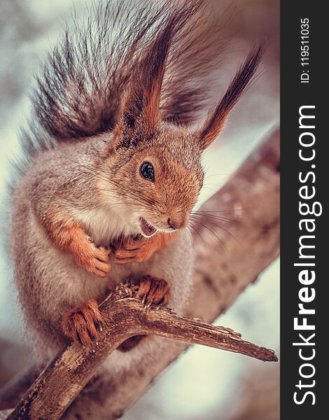 Smiling cute red squirrel Sciurus Vulgaris with brush ears in the forest. Smiling cute red squirrel Sciurus Vulgaris with brush ears in the forest