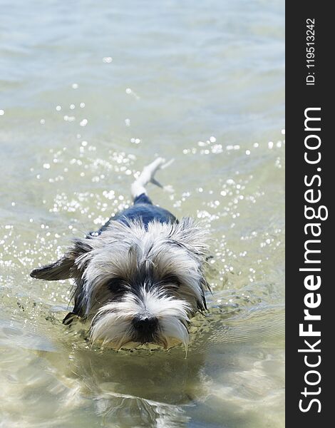 Biewer Yorkshire Terrier Puppy Dog Swims In A Crystal Clear Sea