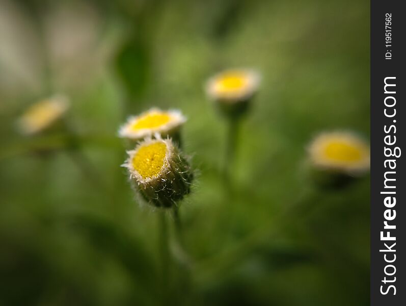 Small Yellow And White Flowers With Green Leaves And Bokeh Background