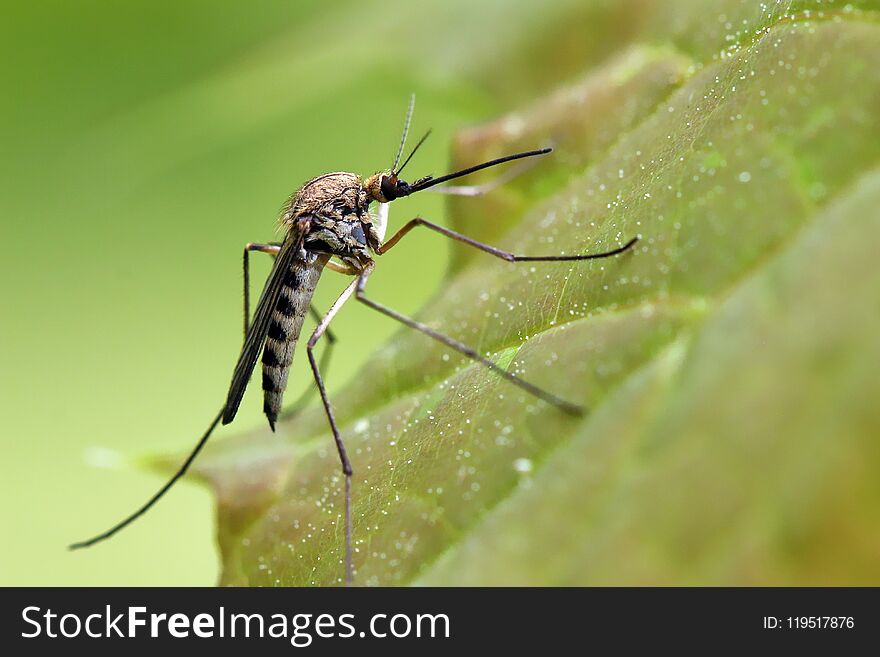 Male and female mosquitoes feed on nectar and plant juices. Male and female mosquitoes feed on nectar and plant juices.