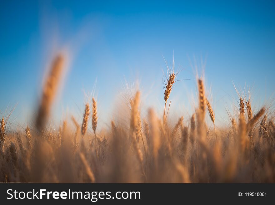 Spikelets of wheat on background of blue sky, farming. Agricultural wallpaper, selective focus