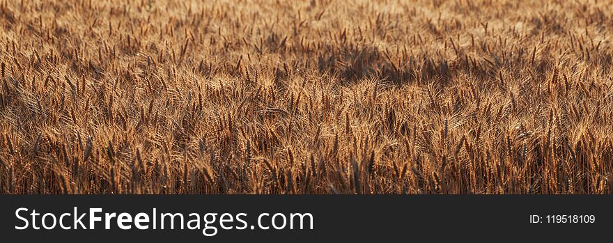 Big panorama of wheat field, farming landscape, selective focus. High resolution
