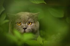 Tom Male Cat Outdoor Summer Photo Royalty Free Stock Photography