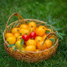 A Group Of Ripe Red And Yellow Cherry Tomatoes Royalty Free Stock Images A Group Of Ripe Red And Yellow Cherry Tomatoes Royalty Free Stock Images