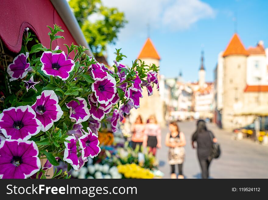 June 10, 2018. Tallinn, Estonia. Beautiful flowers in the middle of Tallinns old town.