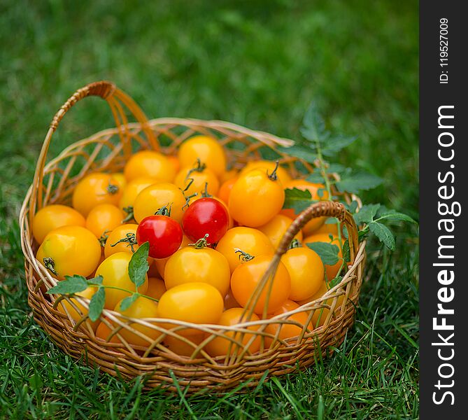 A group of ripe red and yellow cherry tomatoes