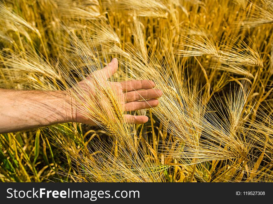 Man`s hand with spikelets of wheat. farmer in the field.