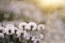 Many White Delicate Air Colors Of Dandelions And Spring Sunny Rain Stock Photography