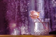 A Rose Flower In Fresh Drops In A Glass On A Dark Background. Stock Photo