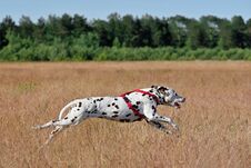 Running Dalmatian Dog Stock Images