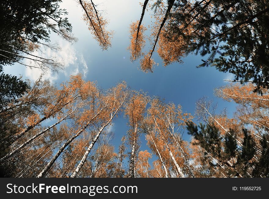 A view of the sky, tree trunks of birches with yellow bright foliage against the sky.