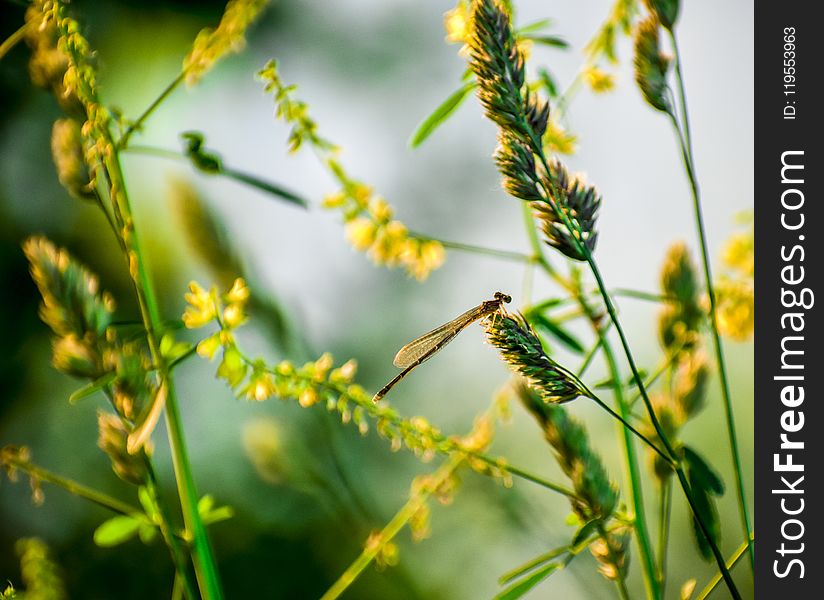 Brown Damselfly Perched on Yellow Flower in Selective Focus Photography